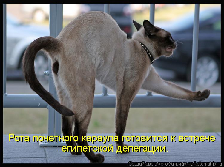 Котоматрица: Рота почетного караула готовится к встрече египетской делегации.