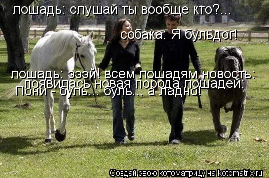 Котоматрица: лошадь: слушай ты вообще кто?...  собака: Я бульдог! лошадь: эээй! всем лошадям новость:  появилась новая порода лошадей:  Пони - буль... буль... а л