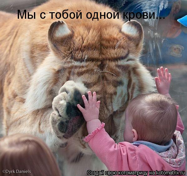 Котоматрица: Мы с тобой одной крови...