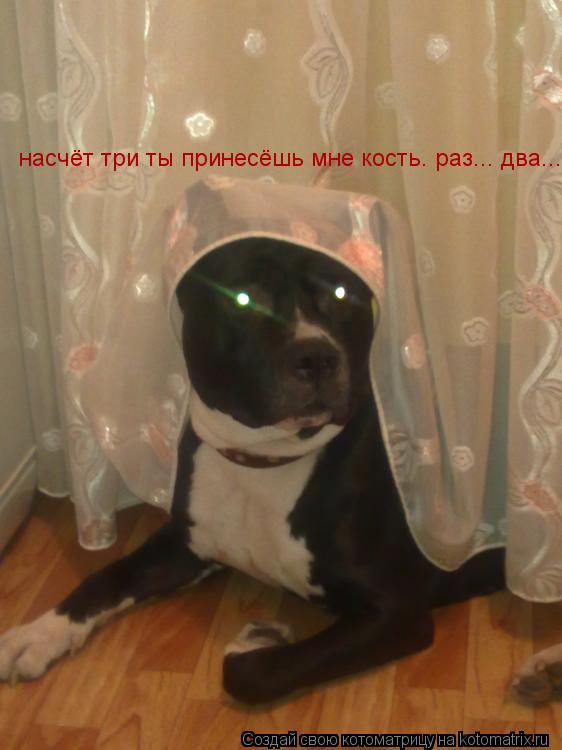 Котоматрица: насчёт три ты принесёшь мне кость. раз... два...