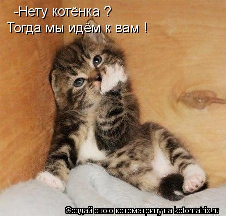 Котоматрица: -Нету котёнка ? Тогда мы идём к вам !
