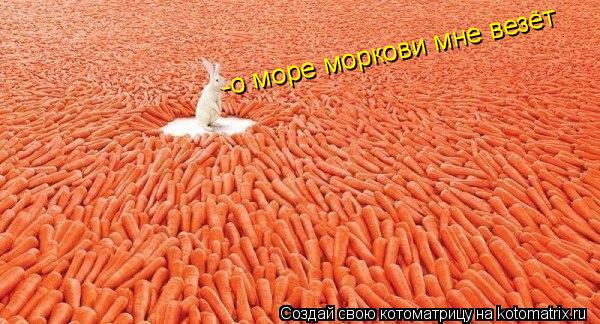 Котоматрица: -о море моркови мне везёт