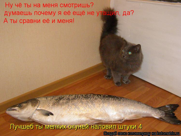 Котоматрица: Ну чё ты на меня смотришь? думаешь почему я её ещё не утащил, да? А ты сравни её и меня! Лучшеб ты мелких окуней наловил штуки 4