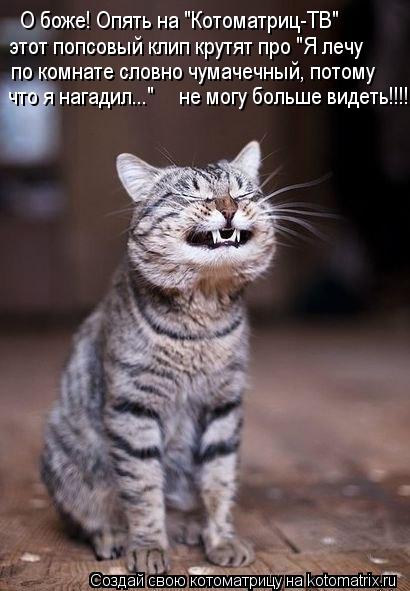 Котоматрица: О боже! Опять на "Котоматриц-ТВ"  этот попсовый клип крутят про "Я лечу  по комнате словно чумачечный, потому  что я нагадил..."     не могу больше