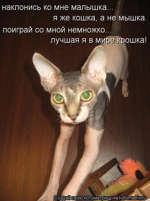 Котоматрица: наклонись ко мне малышка... я же кошка, а не мышка. поиграй со мной немножко... лучшая я в мире крошка!