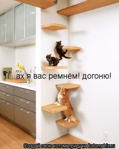 Котоматрица: ах я вас ремнём! догоню!