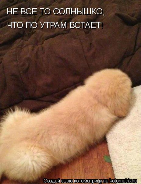 Котоматрица: НЕ ВСЕ ТО СОЛНЫШКО,  ЧТО ПО УТРАМ ВСТАЕТ!