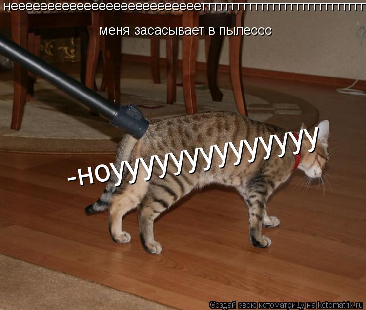 Котоматрица: неееееееееееееееееееееееееетттттттттттттттттттттттттттттттттттт меня засасывает в пылесос  -ноуууууууууууууу