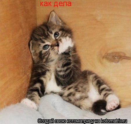 Котоматрица: как дела как дела