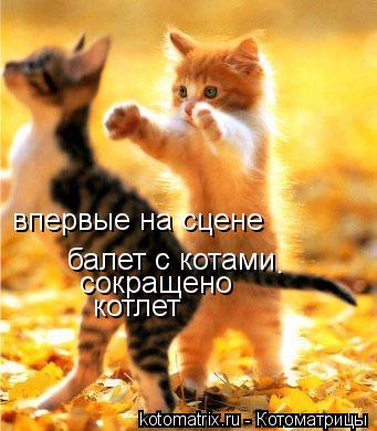 Котоматрица: впервые на сцене  балет с котами сокращено котлет .