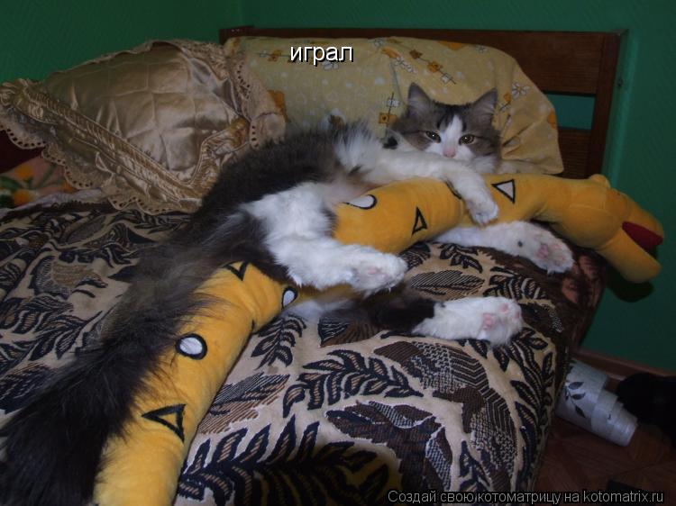 Котоматрица: играл