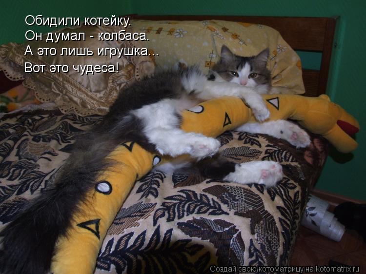 Котоматрица: Обидили котейку. Он думал - колбаса. А это лишь игрушка... Вот это чудеса!