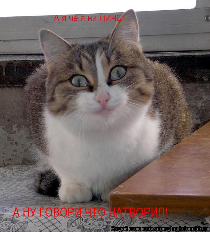Котоматрица: А НУ ГОВОРИ ЧТО НАТВОРИЛ! А я чё я ни НИЧЕ! А я чё я ни НИЧЕ!