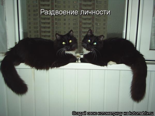 Котоматрица: Раздвоение личности