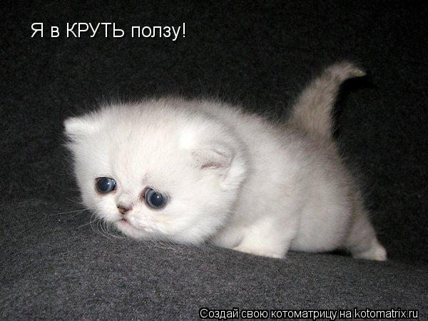 Я в КРУТЬ ползу!... Котоматрица: Я в КРУТЬ ползу!