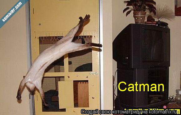 Catman... Котоматрица: Catman