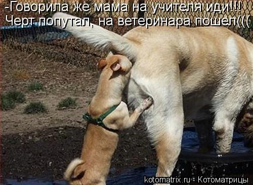 -Говорила же мама на учителя иди!!! Черт попутал, на ветеринара пошел(((... Котоматрица: -Говорила же мама на учителя иди!!! Черт попутал, на ветеринара пошел(((