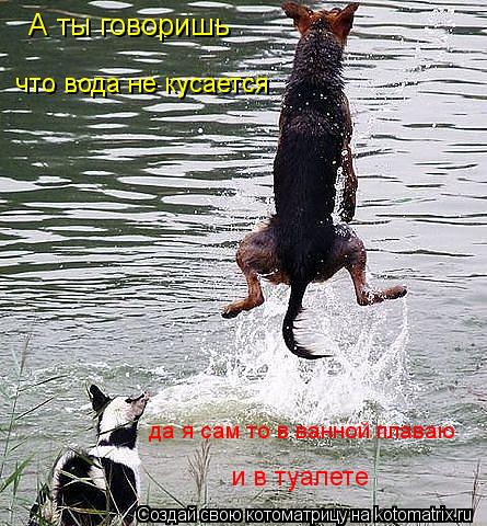 А ты говоришь что вода не кусается да я сам то в ванной плаваю и в туалете... Котоматрица: А ты говоришь что вода не кусается да я сам то в ванной плаваю и в туалете