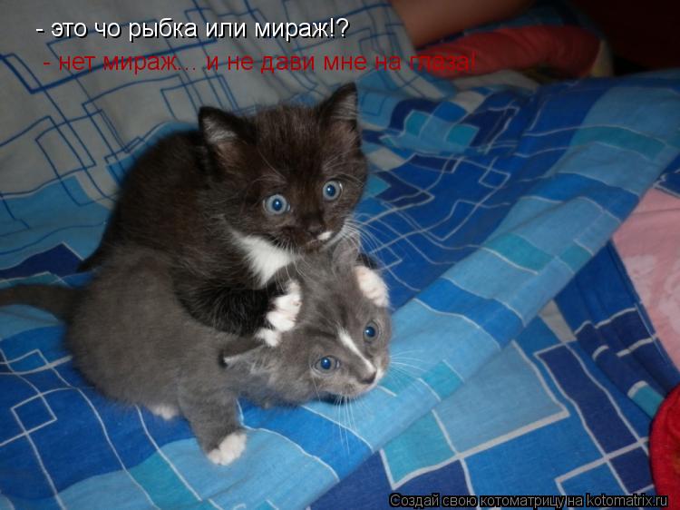 Котоматрица: - это чо рыбка или мираж!?  - нет мираж... и не дави мне на глаза!