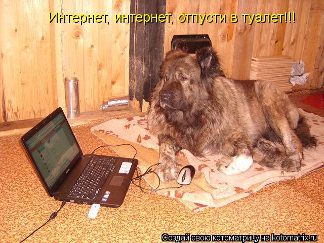 Котоматрица: Интернет, интернет, отпусти в туалет!!!