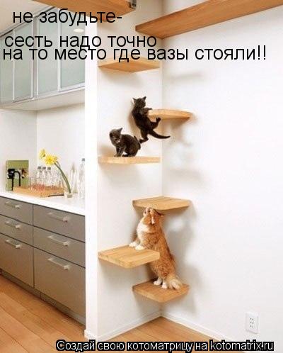 Котоматрица: не забудьте-  сесть надо точно  на то место где вазы стояли!!