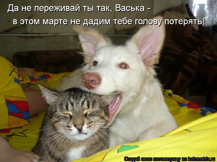 Да не переживай ты так, Васька - в этом марте не дадим тебе голову потерять!... Котоматрица: Да не переживай ты так, Васька - в этом марте не дадим тебе голову потерять!