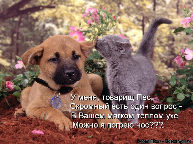 У меня, товарищ Пес, Скромный есть один вопрос - В Вашем мягком теплом ухе Можно я погрею нос???... Котоматрица: У меня, товарищ Пес, Скромный есть один вопрос - В Вашем мягком теплом ухе Можно я погрею нос???