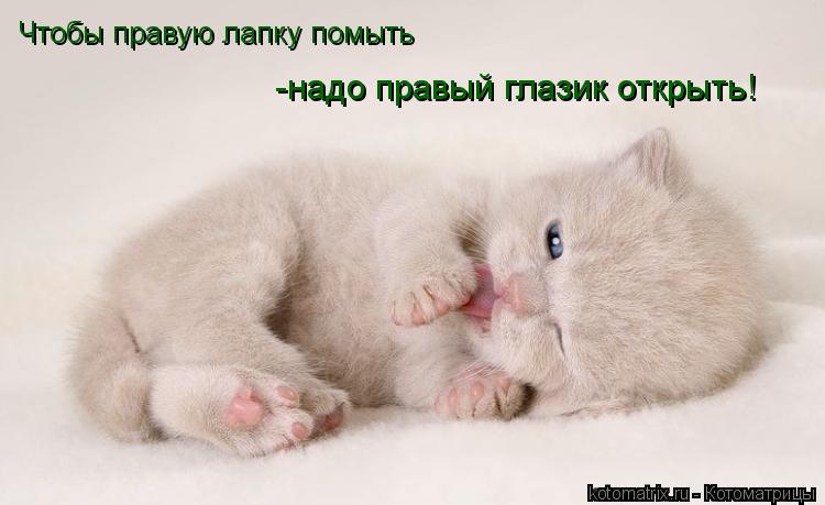 Котоматрица: Чтобы правую лапку помыть -надо правый глазик открыть!