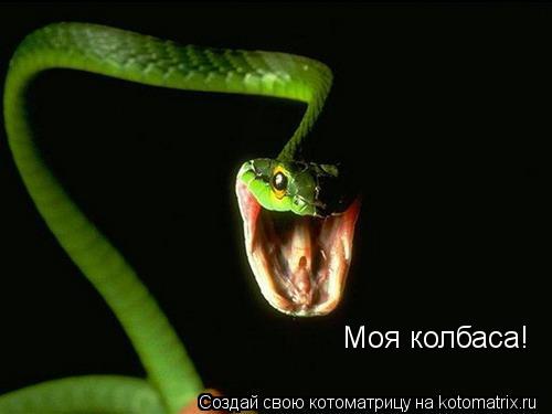 Котоматрица: Моя колбаса!
