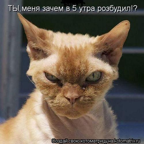 Котоматрица: ТЫ,меня зачем в 5 утра розбудил!?