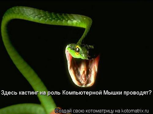 Котоматрица: Здесь кастинг на роль Компьютерной Мышки проводят?