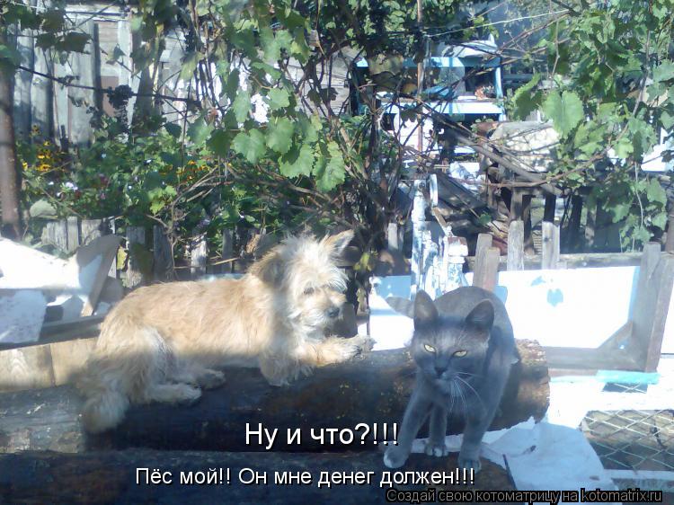Котоматрица: Пёс мой!! Он мне денег должен!!! Ну и что?!!!