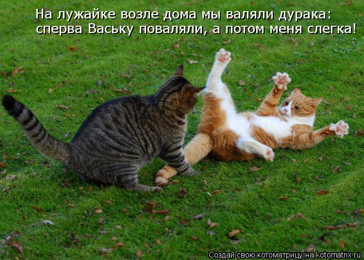 На лужайке возле дома мы валяли дурака: сперва Ваську поваляли, а потом меня слегка!... Котоматрица: На лужайке возле дома мы валяли дурака: сперва Ваську поваляли, а потом меня слегка!