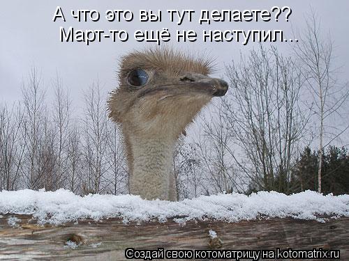 Котоматрица: А что это вы тут делаете?? Март-то ещё не наступил...