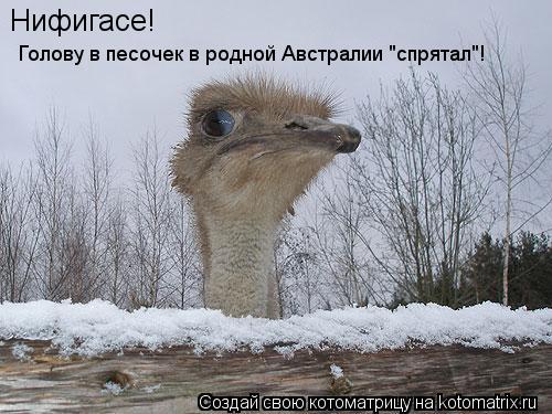Нифигасе! Голову в песочек в родной Австралии "спрятал"!... Котоматрица: Нифигасе! Голову в песочек в родной Австралии "спрятал"!