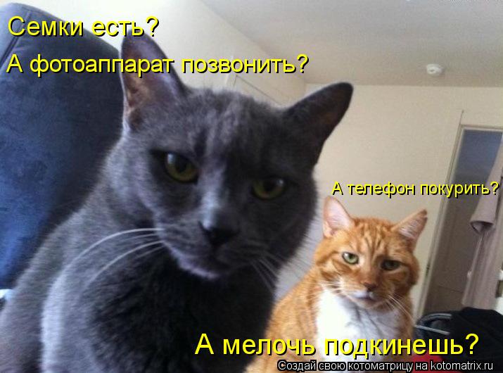 А телефон покурить? А фотоаппарат позвонить? Семки есть? А мелочь подкинешь?... Котоматрица: А телефон покурить? А фотоаппарат позвонить? Семки есть? А мелочь подкинешь?