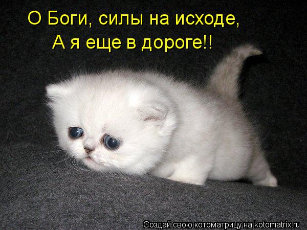 О Боги, силы на исходе, А я еще в дороге!!... Котоматрица: О Боги, силы на исходе, А я еще в дороге!!
