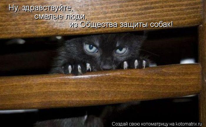 Ну, здравствуйте, смелые люди, из Общества защиты собак!... Котоматрица: Ну, здравствуйте, смелые люди, из Общества защиты собак!