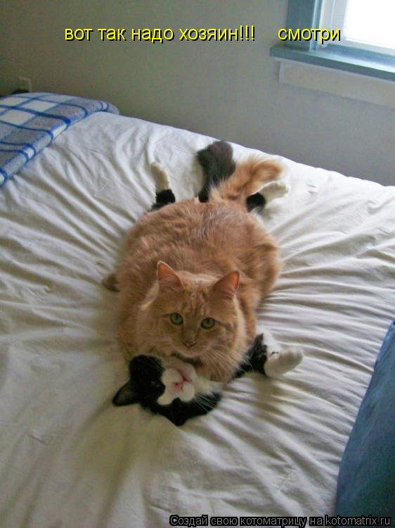 вот так надо хозяин!!! смотри вот так надо хозяин!!! смотри... Котоматрица: вот так надо хозяин!!! смотри вот так надо хозяин!!! смотри
