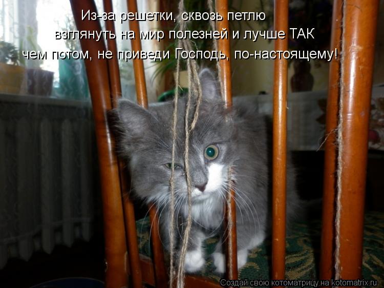 Из-за решетки, сквозь петлю взглянуть на мир полезней и лучше ТАК чем потом, не приведи Господь, по-н... Котоматрица: Из-за решетки, сквозь петлю взглянуть на мир полезней и лучше ТАК чем потом, не приведи Господь, по-настоящему!