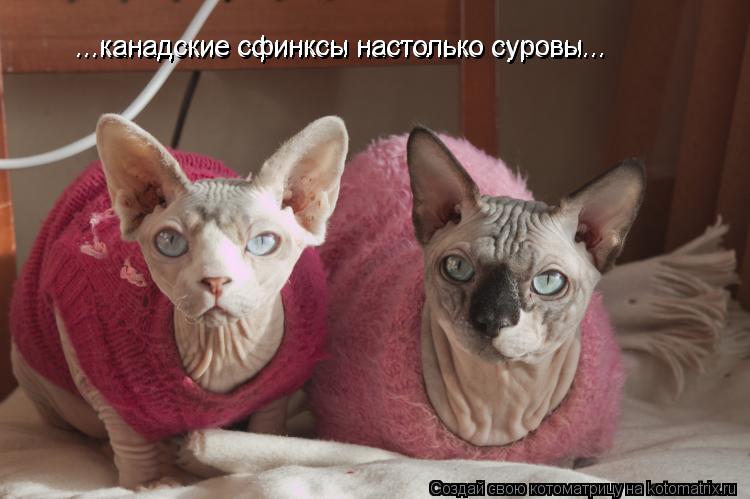 ...канадские сфинксы настолько суровы... ...канадские сфинксы настолько суровы...... Котоматрица: ...канадские сфинксы настолько суровы... ...канадские сфинксы настолько суровы...