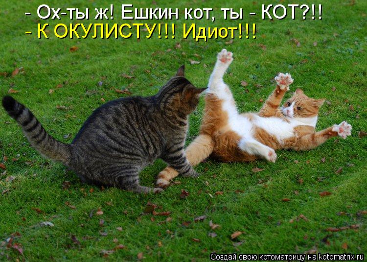 - Ох-ты ж! Ешкин кот, ты - КОТ?!! - К ОКУЛИСТУ!!! Идиот!!!... Котоматрица: - Ох-ты ж! Ешкин кот, ты - КОТ?!! - К ОКУЛИСТУ!!! Идиот!!!