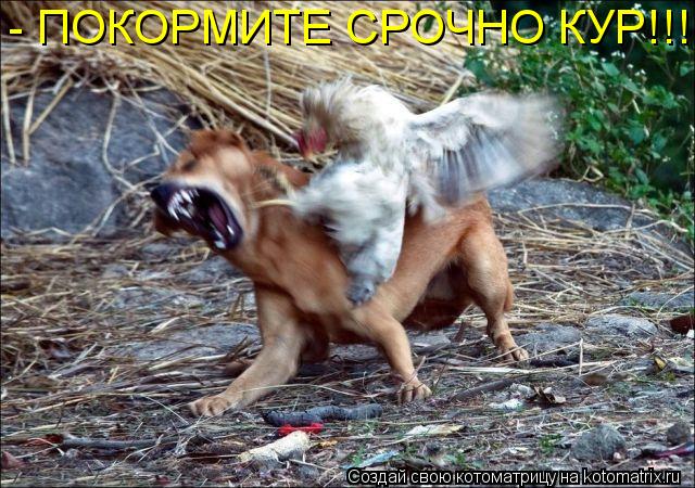 Котоматрица: - ПОКОРМИТЕ СРОЧНО КУР!!!