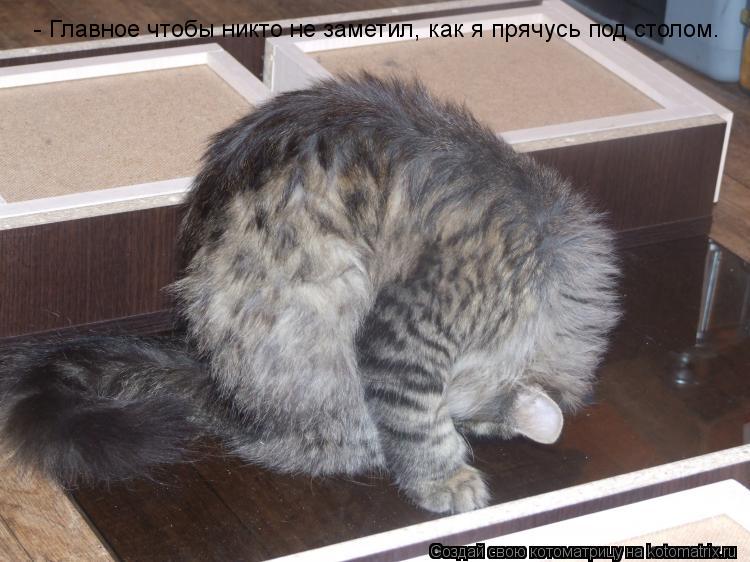 - Главное чтобы никто не заметил, как я прячусь под столом.... Котоматрица: - Главное чтобы никто не заметил, как я прячусь под столом.