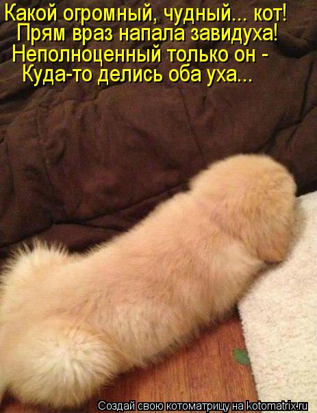 Котоматрица: Какой огромный, чудный... кот! Прям враз напала завидуха! Неполноценный только он -  Куда-то делись оба уха...