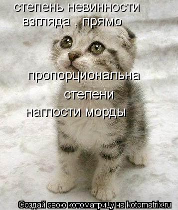 Котоматрица: степень невинности  взгляда , прямо  пропорциональна  степени  наглости морды
