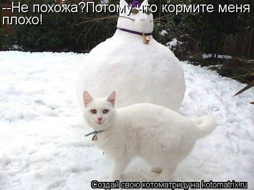 Котоматрица: --Не похожа?Потому что кормите меня плохо!