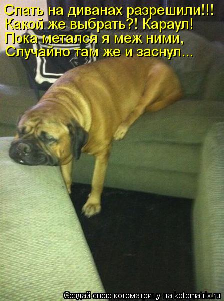 Спать на диванах разрешили!!! Какой же выбрать?! Караул! Пока метался я меж ними, Случайно там же и з... Котоматрица: Спать на диванах разрешили!!! Какой же выбрать?! Караул! Пока метался я меж ними, Случайно там же и заснул...
