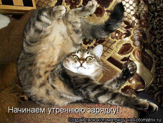 Котоматрица: Начинаем утреннюю зарядку!