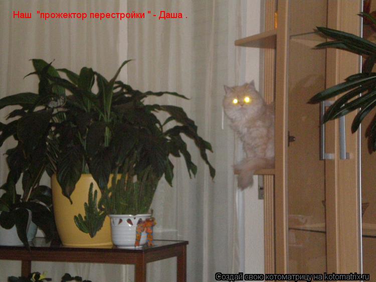 Котоматрица: Наш  "прожектор перестройки " - Даша .